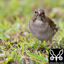 地味な鳥だけど、シロハラが沢山渡ってくるとなぜかうれしい。^^