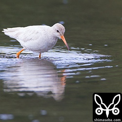 寂しく1羽で餌探し。