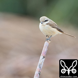 何度か獲物に襲いかかるも捕まえることが出来ないようでした。