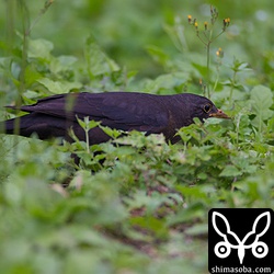 シロハラと同じように小さなミミズを捕まえていました。