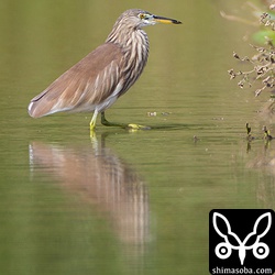 ほとんど同じ場所にいるアカガシラサギ。