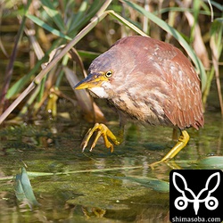 人に妙になれてるリュウキュウヨシゴイ。