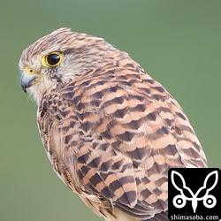 今日は、チョウゲンボウ3羽みた。あとどれくらい石垣島にいるのかな。