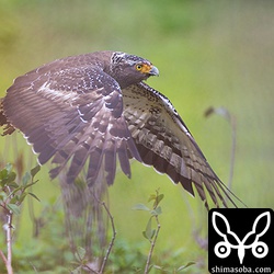 2回ほど小動物を捕まえていました。何を捕まえたかは見えなかった…。^^;