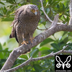 右足に足環が見えます。