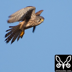 得意のホバリング。^^