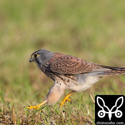 バッタが飛んで走って追いかけるチョウゲンボウ。