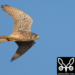 1200mm!! ほとんど望遠鏡。^^;