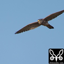牧草地の端まで調べて獲物が見つからないと旋回して所定の位置へ。