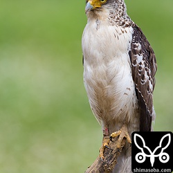 右足に脚環が見えます。