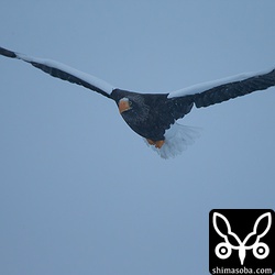 翼開長は大きいもので250cmに及ぶそうです。^^;