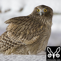 もう1羽現れました。