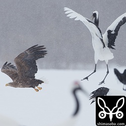 いきなり現れてタンチョウもびっくりして飛び上がる。^^
