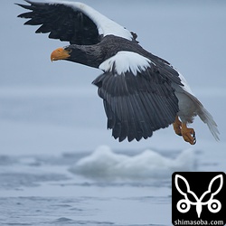 でかいけど、警戒心が強め。