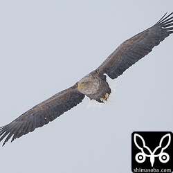タンチョウの群れの上を旋回。