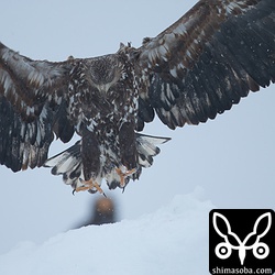 流氷も似合うね。