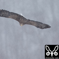 餌を見つけて急降下!!
