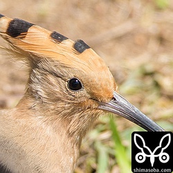 冠羽を閉じていてもかわいいね。