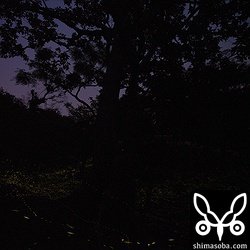 途中で空に向けてみた。新月で晴天だったら星との競演も撮れそうだ!!