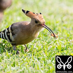 この後、犬の散歩が来たのでどこかへ飛んでいってしまいました。^^;