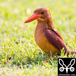 獲物が小さくてわからない。^^;

イモムシっぽいんだけどなー。