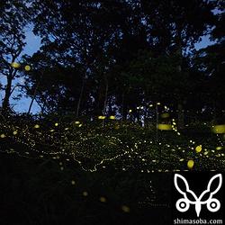 斜面にホタル。