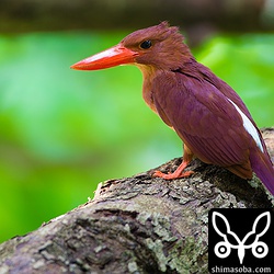 ソフトモヒカンっぽいオスのアカショウビン。