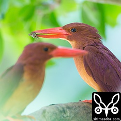 手前がメス、奥がオス。

求愛給餌の真似事みたいにしていました。