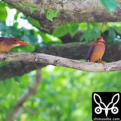 2回オスがメスのところにやってくるも手ぶら。^^;