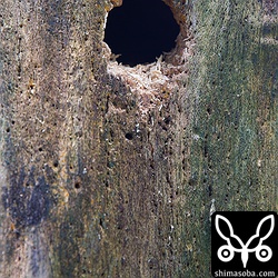 立派な巣を掘っていました。^^また、巣立ちが見られるなー。