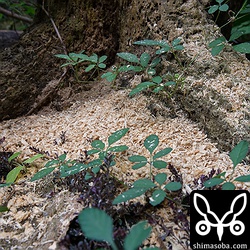 巣を掘った木屑。