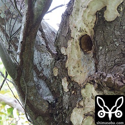 立派な巣を見つけました。^^