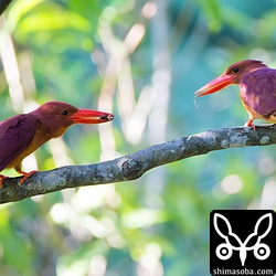 左の下の嘴が欠けた方がオス、右がメス。セミの幼虫をもらっているようでした。このペアは交尾も巣穴掘りも済ませているのに求愛給餌をする模様です。^^