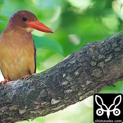 このメスが一番撮ってる個体。頭に入る刺し(白髪)が特徴。昨年もさんざん撮ったなー。^^