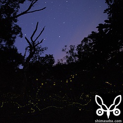 やっと星が出たと思ったらホタルはもういない…。^^;