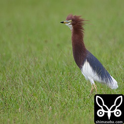 カラスと一緒にバッタを捕っていました。