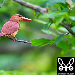 ここのペアのオスの方を初撮影。^^

呼び合って2羽でならんだりもしていたので、求愛給餌をするかと思ったけどしませんでした。