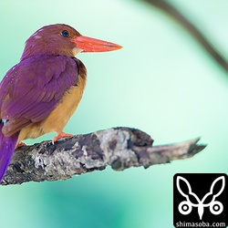 いつもの白髪のメス。