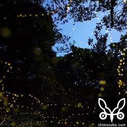 雲がとれたので空に向けてみた。月がなくてもう少し空が開けてたら最高だったのに!!