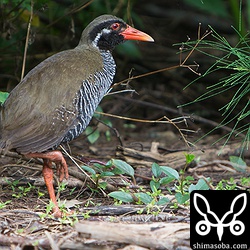 思っていた以上に大きく、最初見た時は異様な雰囲気を醸し出していました。鳴き声は、かなりやかましいです。^^;