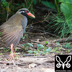 翼の大きさは飛べそうでしたが、筋肉が退化しているのでしょう。