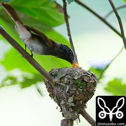 親鳥の命をかけた攻撃とヒナたちの本能で、ツミからの攻撃をかわすことが出来ました。