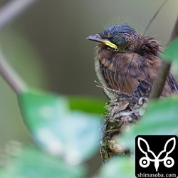 巣のふちに止まって巣立ち寸前。