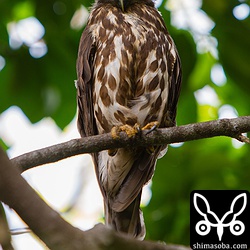 こちらはオスかなー?