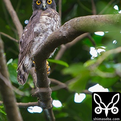 これは、巣立ちしたヒナです。羽毛がもこもこしてて、尾羽も短いです。^^