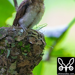 仕事に行く時間になってしまったので、最後の1羽の巣立ちは見られませんでした。