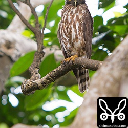 アオバズクのメスかなー?