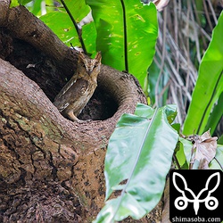 オオタニワタリが洞の屋根になっているようでした。なかなかかっこいい洞です。^^