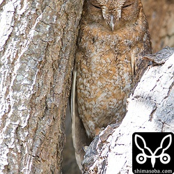 木になりきるコノハズク。^^昼なんで、羽角がピンと立ってます。