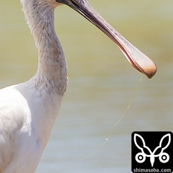 以外と顔がこわい。^^;